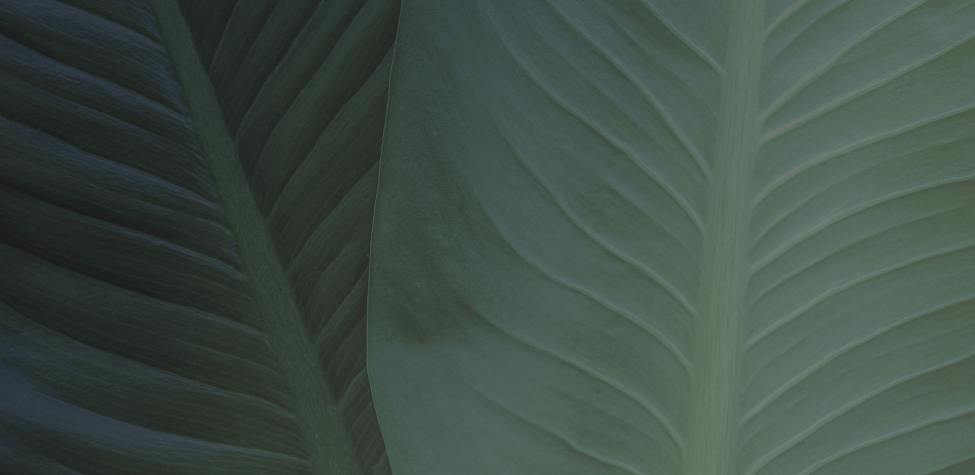 Green leves bg
