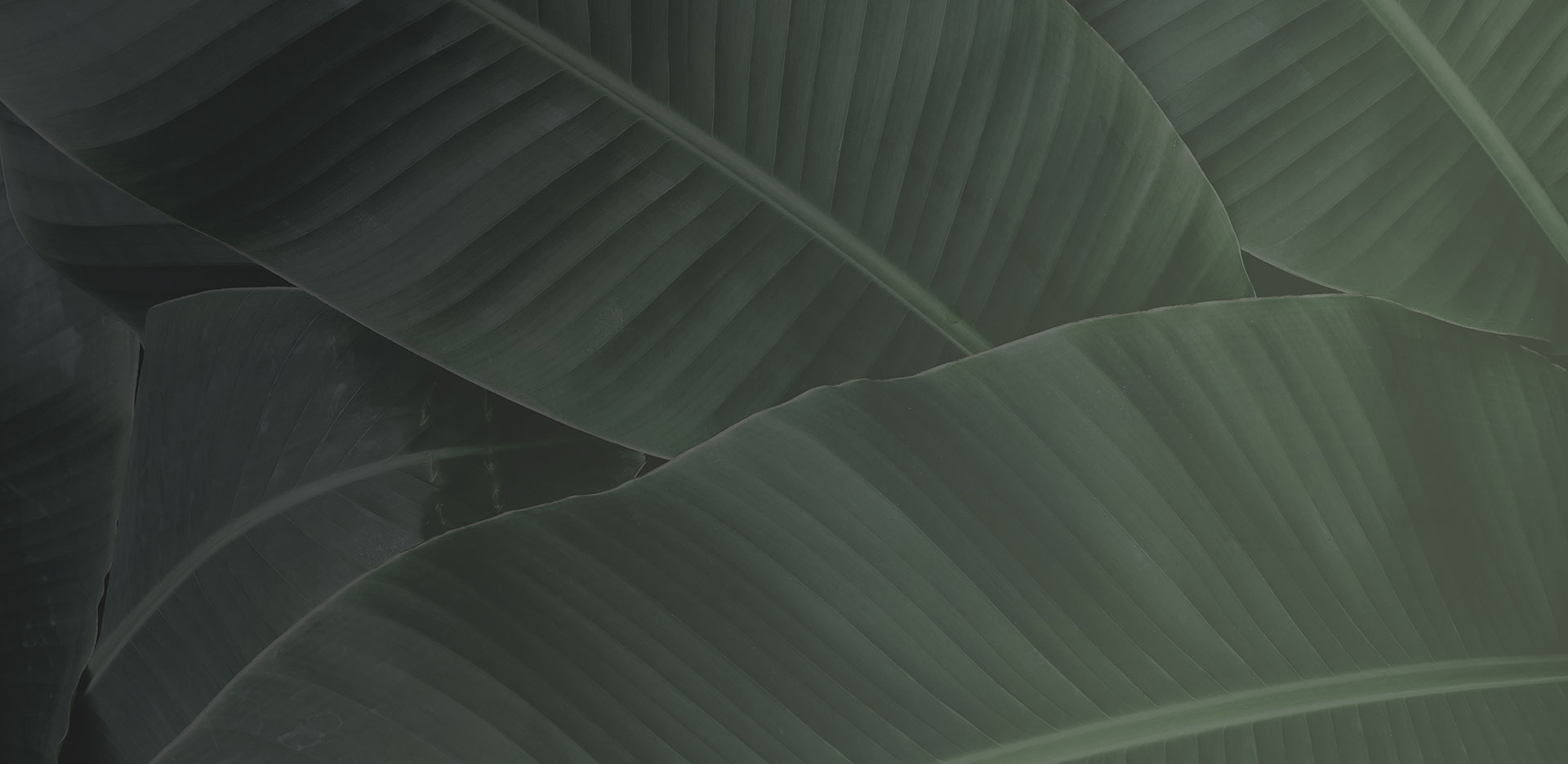 Leaves hero bg